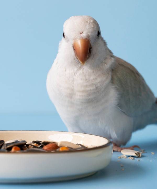 collection-img